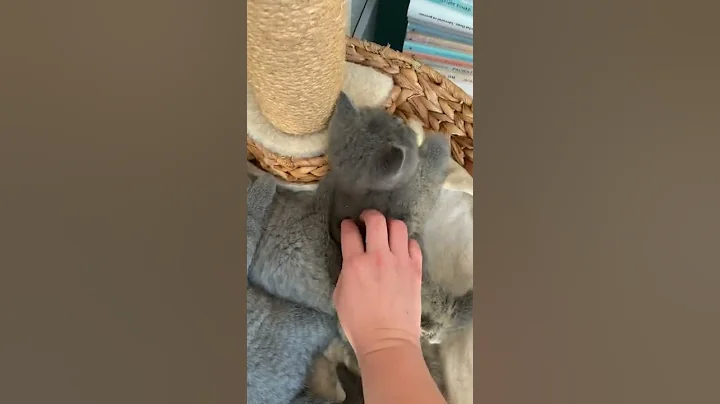 Watch the video about The lazy cat song