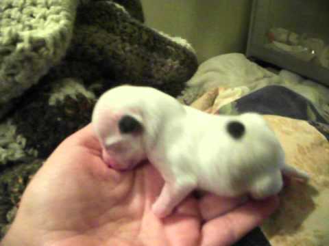 The Runt Chihuahua Puppy Youtube