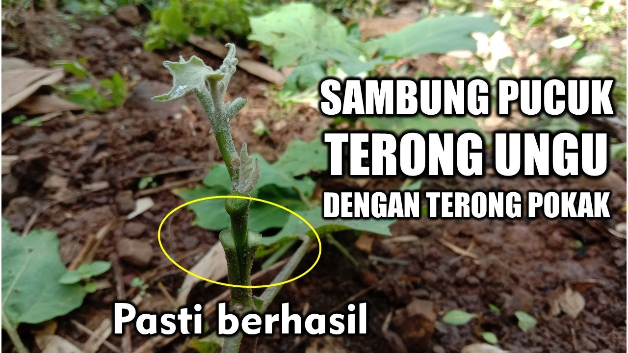 Sambung terong ungu dengan pokak serta hasilnya