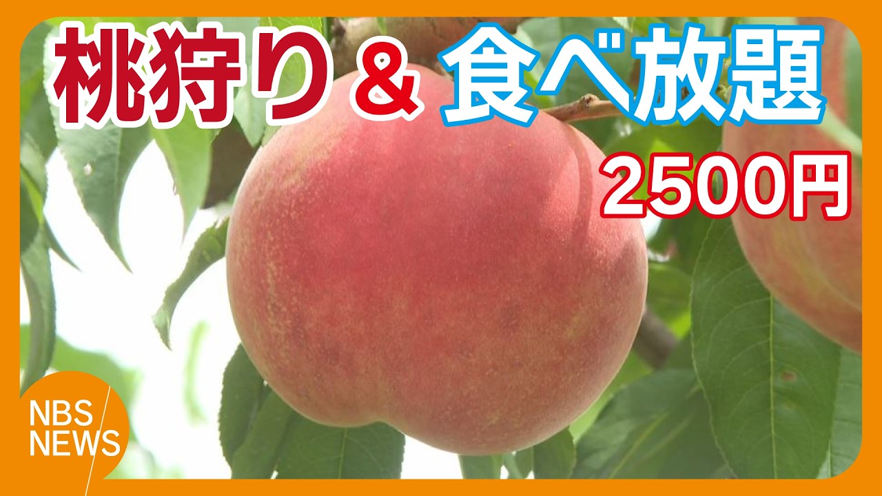 Peach Picking & All-You-Can-Eat Set for 2,500 Yen, All-You-Can-Eat