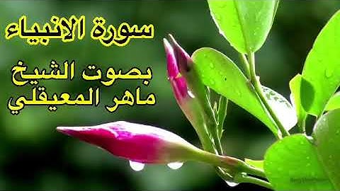 سورة الانبياء كاملة بدون اعلانات بصوت الشيخ ماهر المعيقلي