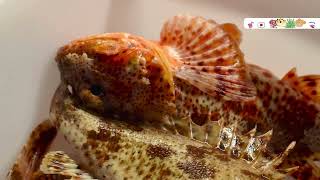 This Fish Inspired a Mercedes Car.. But There’s a Catch 🐟🚗#MercedesBenz #BionicCar #boxfish