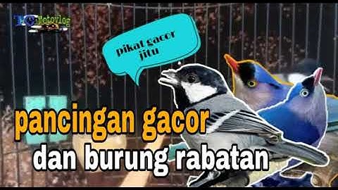 pancingan gelatik dan burung rambatan jitu gacor