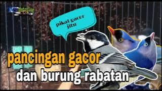 pancingan gelatik dan burung rambatan jitu gacor