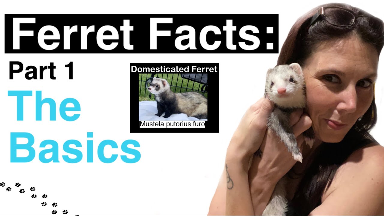 Ferret Facts Where do Ferrets Come From YouTube