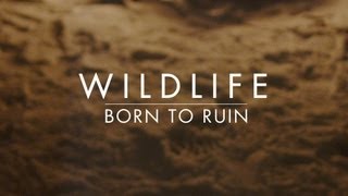 Watch Wildlife Born To Ruin video