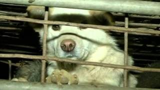 Over 500 caged dogs saved from the slaughter house in China
