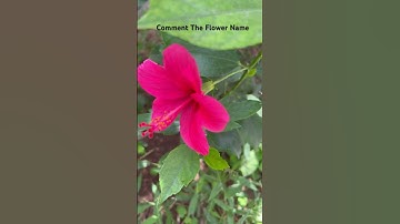 Thumbnail of This is for you 🌼💞 #2 #flower #song #music #lovesong #flower #love #flowers #nature #flowers