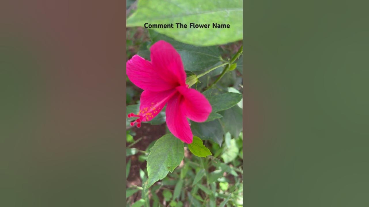 This is for you 🌼💞 #2 #flower #song #music #lovesong #flower #love #flowers #nature #flowers