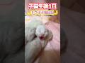 【🌙ルナの子猫日記】一丁前にカメラに威嚇する赤ちゃん子猫😂 #shorts #ラグドール #子猫