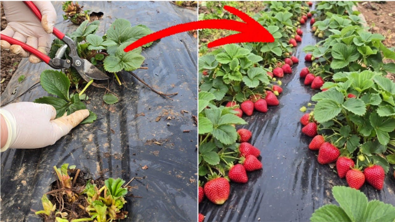 Клубнике это необходимо! Важный этап весной для обильного урожая и здоровых ягод!