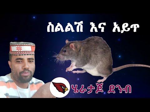 ቪዲዮ: አይጥ ውድድር