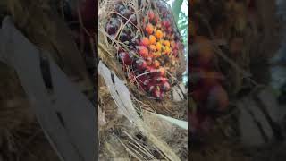 Sbl G222 Pro  Pelajak Teras