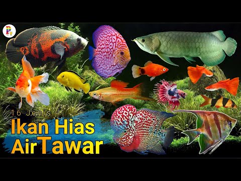 Video: Jenis Ikan Apa Yang Dianggap Tidak Bertulang?