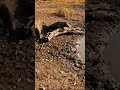 Wild Boar Plays with Death Facing Komodo Dragon