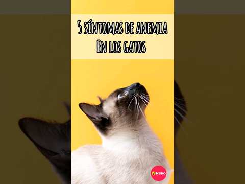 Vidéo: La Anémie en Gatos