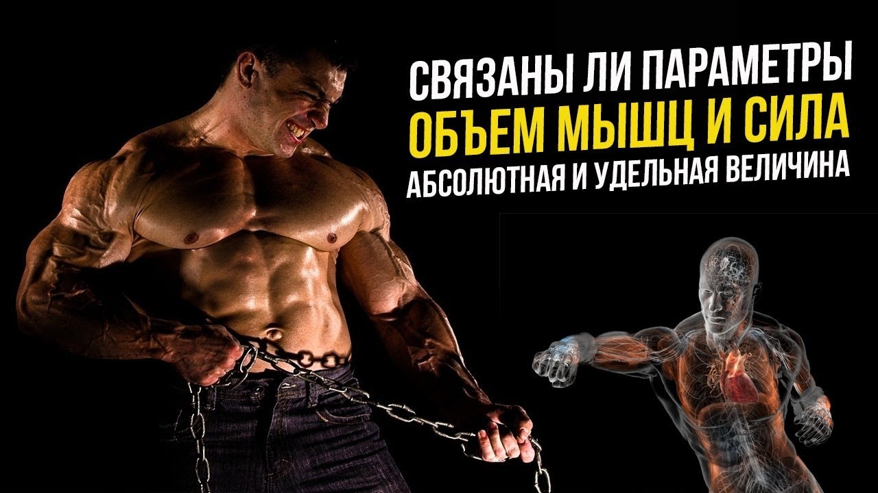 Максимальная сила спортсмена. Объём мышц и сила. Удельная сила мышц. Абсолютная и Удельная сила мышц. Обряд на мышечную силу.