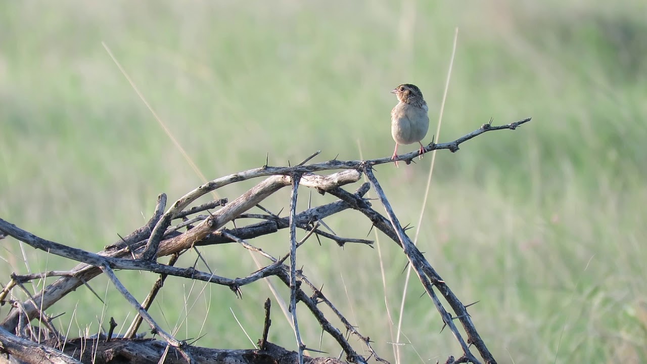 Grasshopper Sparrow 