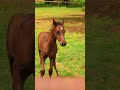 Benedict deserved his own video 😍#Aqha #horsed