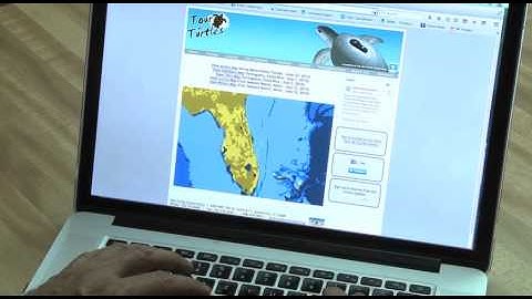 Loggerhead turtle released back to wild (Video)