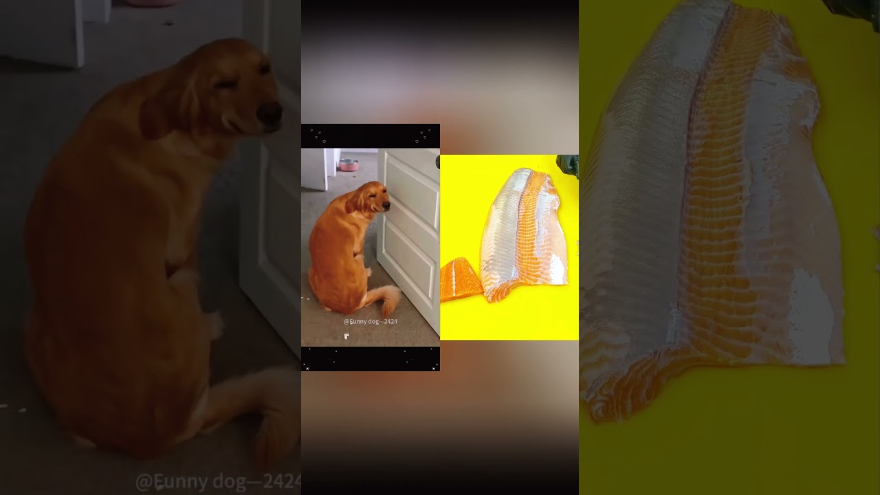 Cutting salmon while animals steal the show 