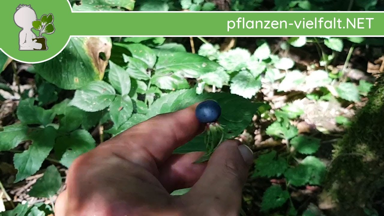 Vierbl. Einbeere - Früchte/Samen (reif) - 01.08.18 (Paris quadrifolia) - giftige Wildpflanzen