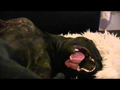 staffordshire-bull-terrier-attacking-foot