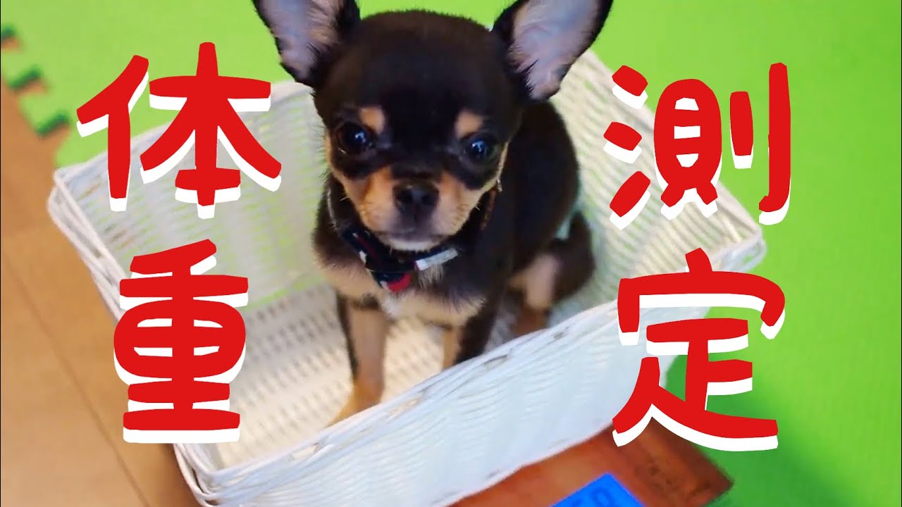 68 黒豆くんの体重測定 生後5ヶ月 極小チワワ Youtube