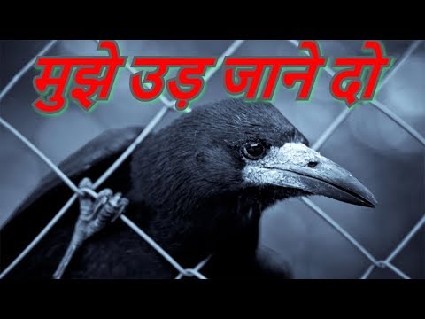 वीडियो: कैसे बताएं कि आपका पक्षी दुखी है या तनावग्रस्त है - पालतू पक्षी को खुश कैसे रखें