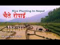 चैते रोपाइँ कती रमाइलो Rice Planting Process In Nepal Full Vlog By Bhuwan Singh Thapa / Village Life