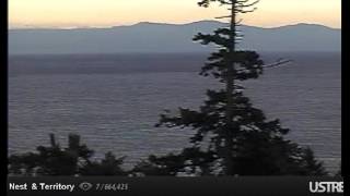14:00 Eagle flying to the left past the BST, eagle found on H&H