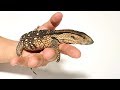 オオトカゲの赤ちゃんを飼い始めました!