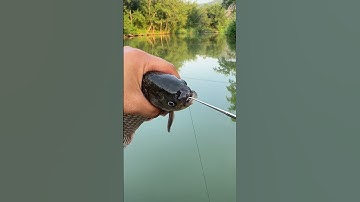 Cây gỡ lưỡi câu cá siêu tốc 1 chạm, Inox câu cá chép, cá diếc 😍 🐟 🎣 #fishing #shorts