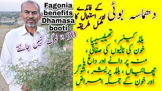 Dhamasa booti k faide |health benefits of fagonia| دھماسہ