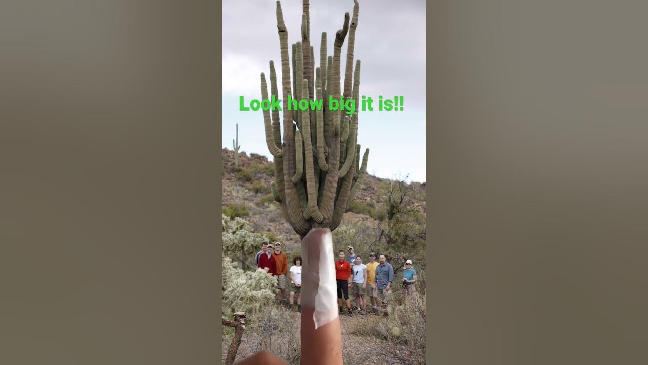 Worlds biggest Cactus 😳