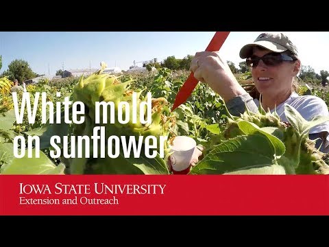 Видео: Цагаан наранцэцэг байдаг уу: Цэцэрлэгт цагаан наранцэцэг хэрхэн ургуулах вэ