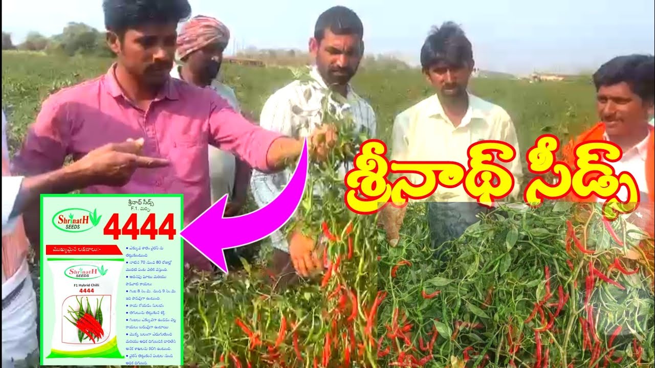 Best mirchi seeds variety | chilli farming