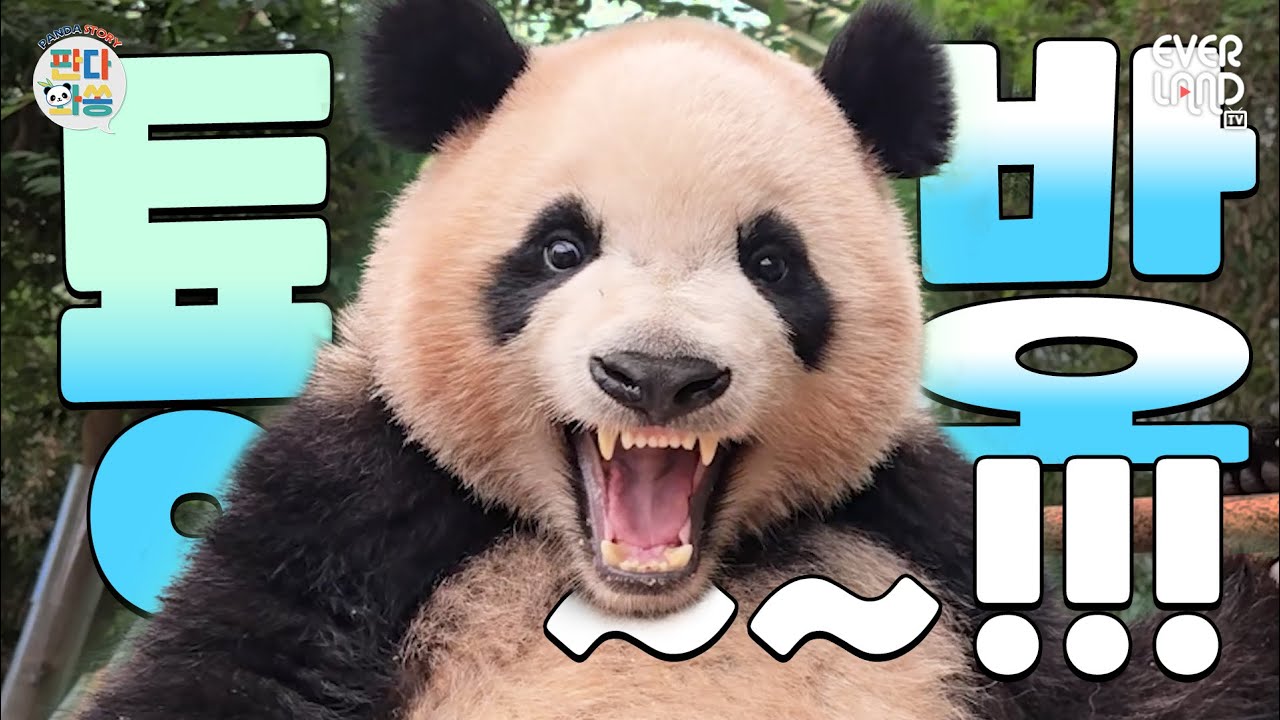 [ENG]다리 짧아서 헛다리 짚는거 찍으면 어떡해!!!!!｜#판다와쏭 #213