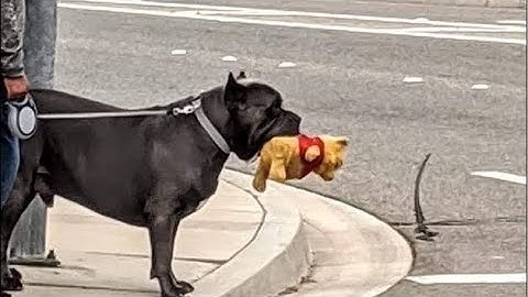 中国连续40天批斗日本首相高市早苗｜泰国政府批准遣返佘智江｜细聊中国正部级官员佘智江（佘伦凯）