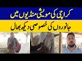 Karachi Livestock Markets: Special Care for Animals Ahead of Eid-ul-Adha | Dawn News