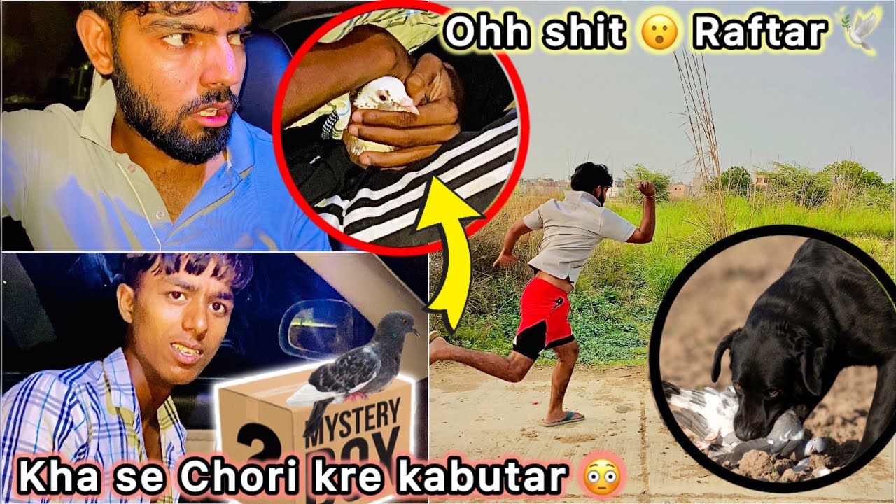 Golu lekar aaya Raat ko Kabutar 🤑 || Dog Attack On Raftar 🕊️