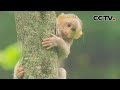 【4K】小猴刚出生就有年轻雄猴来抢夺，母猴吓得胆战心惊 | CCTV