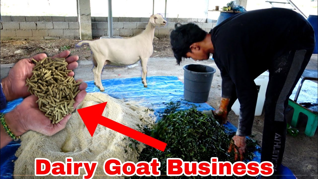 Homemade Feeds Formula na Pampalakas Gatas sa Kambing