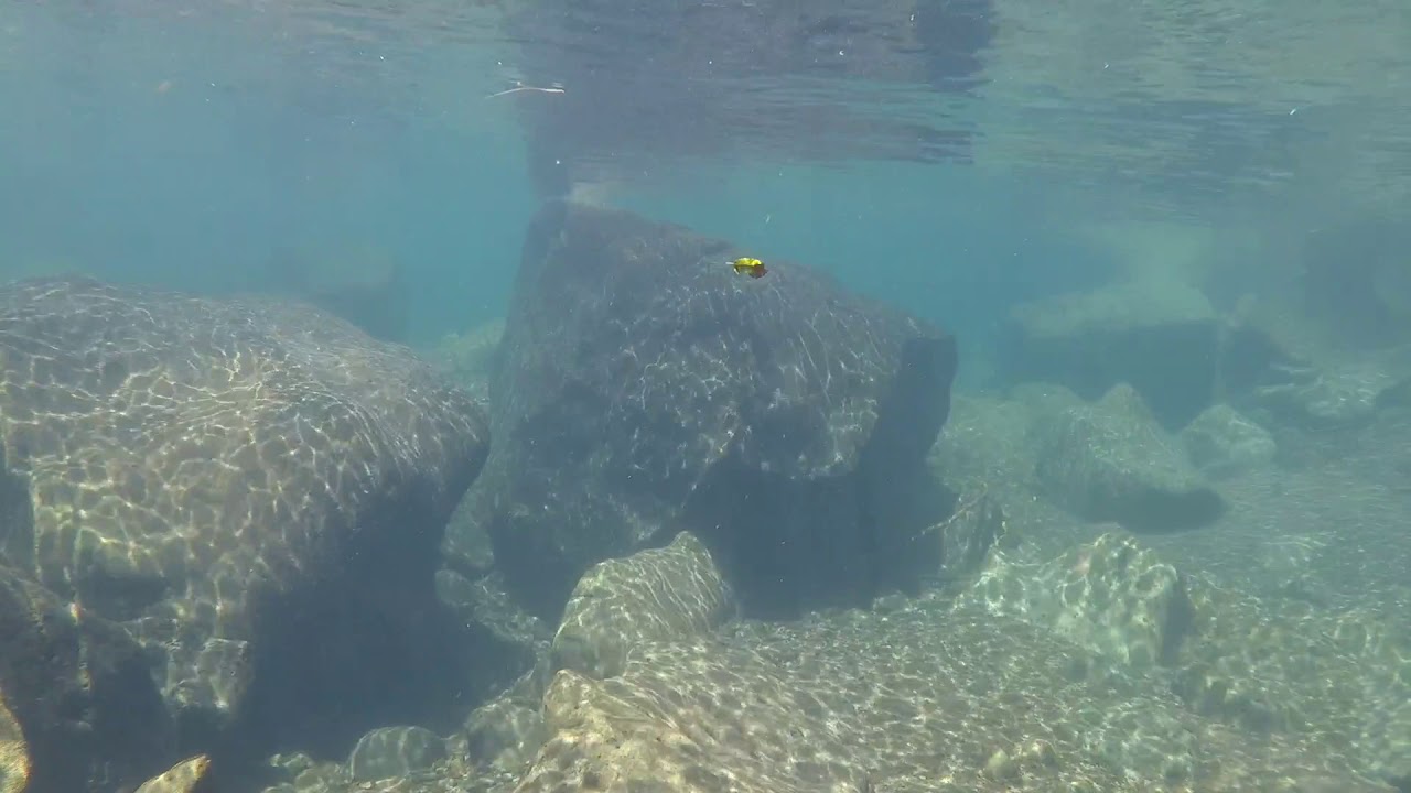 McCloud River: Free Dive