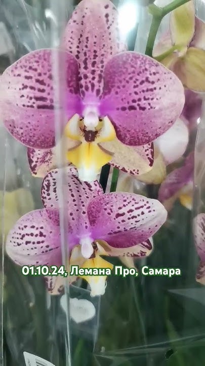 Привоз ОРХИДЕЙ фал. "ПИНИФ" в Лемана Про, 01.10.24, Самара,Леруа Мерлен ...