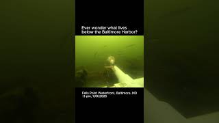 Below the Baltimore Harbor, Fells Point Waterfront, 11/8/2025