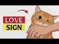 6 Signs Your Cat Sees You as Family — Most Owners Get This WRONG