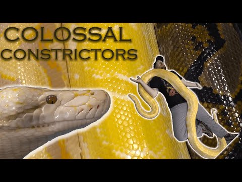 Do large pythons make good pets?