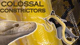Do large pythons make good pets?