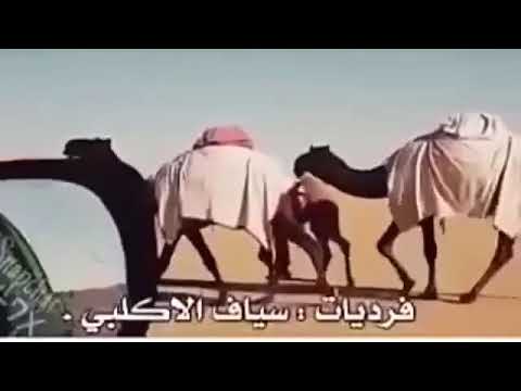 شغمومة اكلب شغمومة اكلب